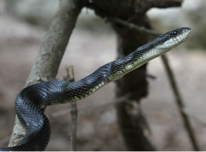 Black Rat Snake